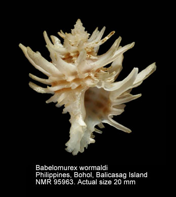 Babelomurex wormaldi.jpg - Babelomurex wormaldi (Powell,1971)